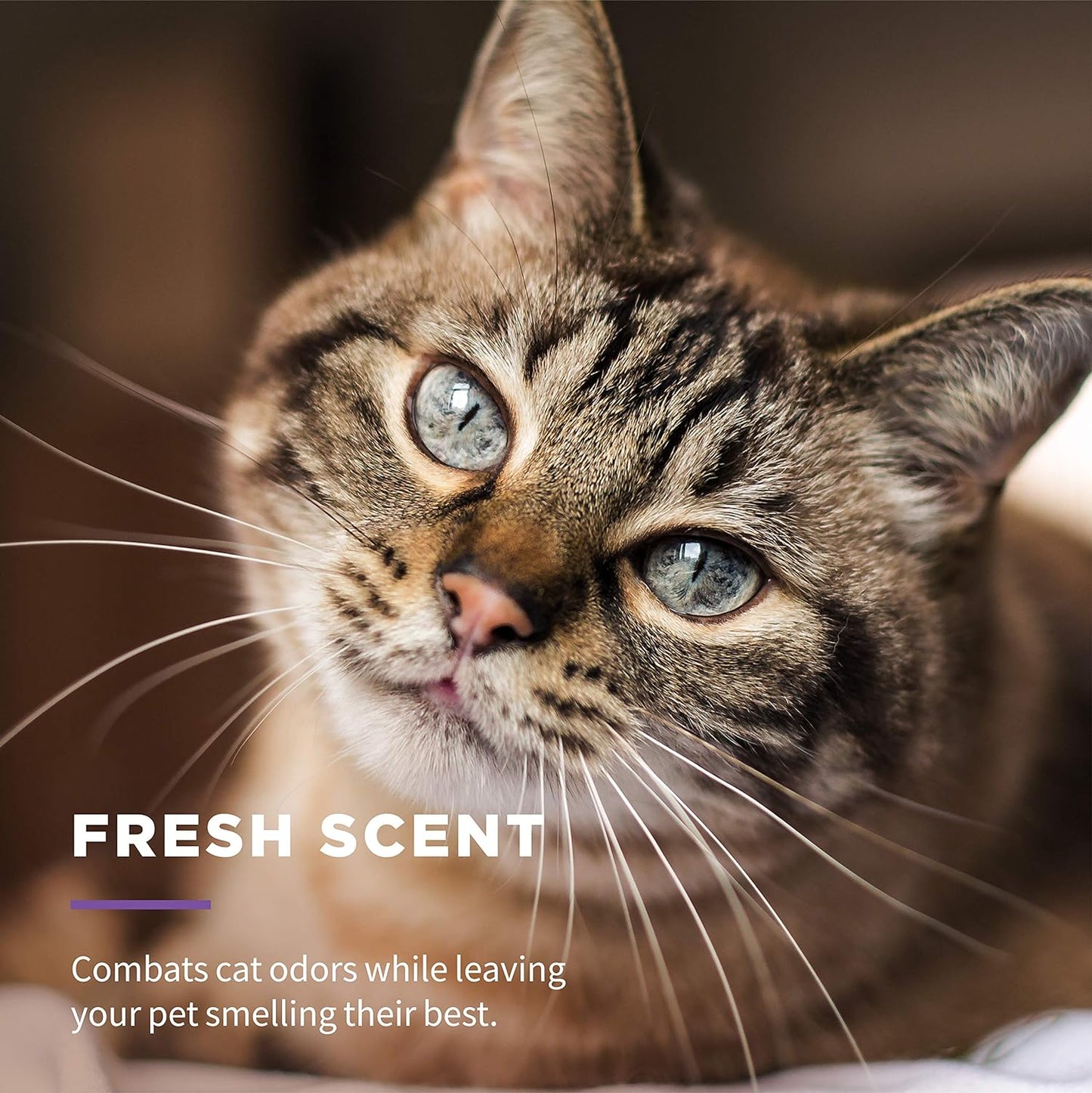 for Pets Freshening Multipurpose Wipes for Cats with Aloe Vera, Fresh Scent - Easy to Use Cat Cleaning Wipes for Pet Grooming in Canister, 50 Count