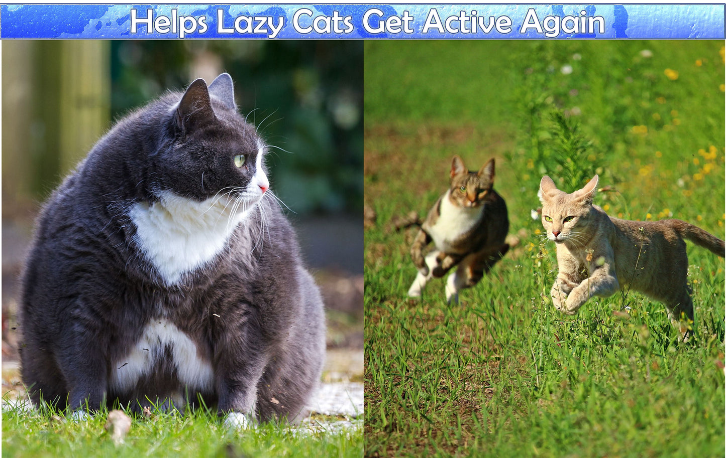 Perfect Cat Self Grooming Arch Toy & Post with Cat Mouse Toy, Bristles, Scratch Pad and Catnip - for Scratching, Brushing, and Massaging - Indoor Cats, Play, & Stress Relief