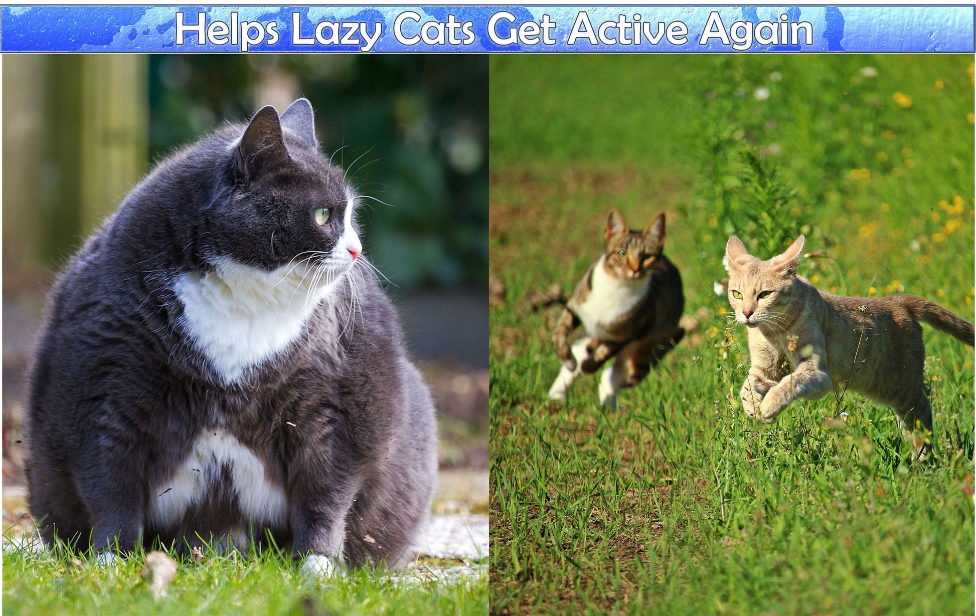 Perfect Cat Self Grooming Arch Toy & Post with Cat Mouse Toy, Bristles, Scratch Pad and Catnip - for Scratching, Brushing, and Massaging - Indoor Cats, Play, & Stress Relief