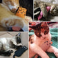 Rustle Sound Catnip Toy Cats Products for Pets Cute Cat Toys for Kitten Teeth Grinding Cat Plush Thumb Pillow Pet Accessories